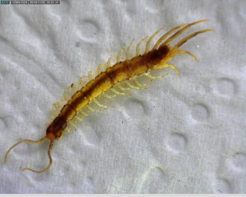 Réf. 242 983 : Lithobius melanops